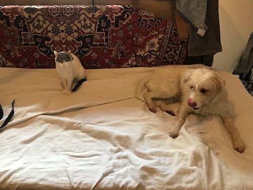 Thuránszky- petsitter Budapest or Pet nanny for dogs cats