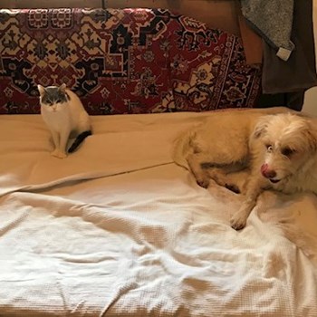 thumbnail petsitter Budapest or pet nanny for dogs cats