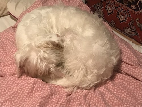 Thuránszky- petsitter Budapest or Pet nanny for dogs cats