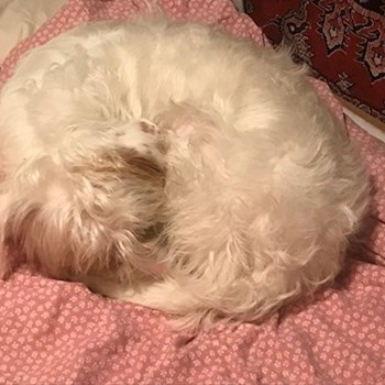 thumbnail petsitter Budapest or pet nanny for dogs cats