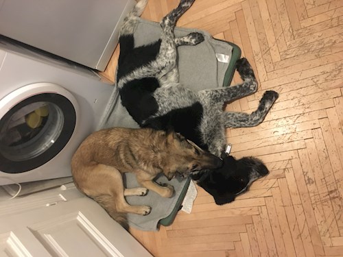 Thuránszky- petsitter Budapest or Pet nanny for dogs cats