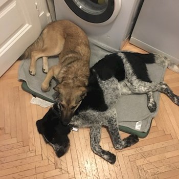 thumbnail petsitter Budapest or pet nanny for dogs cats