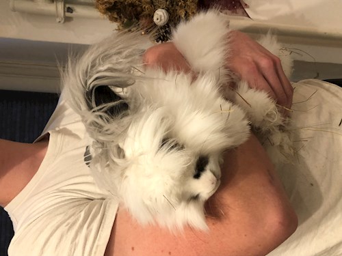 Thuránszky- petsitter Budapest or Pet nanny for dogs cats