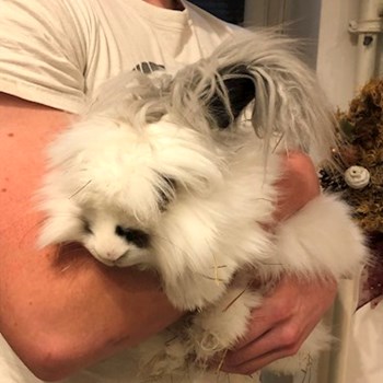 thumbnail petsitter Budapest or pet nanny for dogs cats