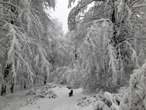 Thuránszky- petsitter Budapest or Pet nanny for dogs cats