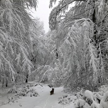 thumbnail petsitter Budapest or pet nanny for dogs cats