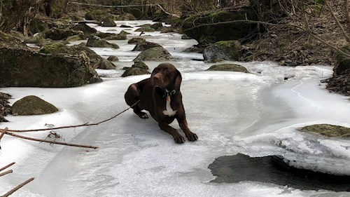 Thuránszky- petsitter Budapest or Pet nanny for dogs cats