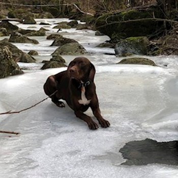 thumbnail petsitter Budapest or pet nanny for dogs cats