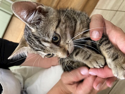 Thuránszky- petsitter Budapest or Pet nanny for dogs cats