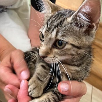 thumbnail petsitter Budapest or pet nanny for dogs cats