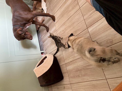 Thuránszky- petsitter Budapest or Pet nanny for dogs cats