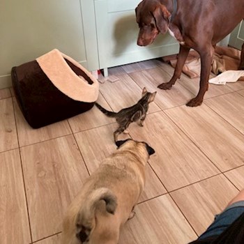 thumbnail petsitter Budapest or pet nanny for dogs cats