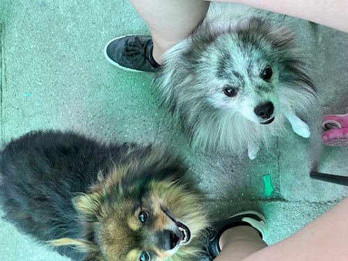 Pádár- petsitter Budapest vagy Állat szitter a kutyák