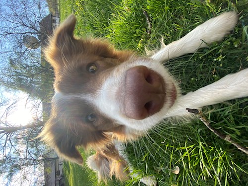 Pádár- petsitter Budapest vagy Állat szitter a kutyák