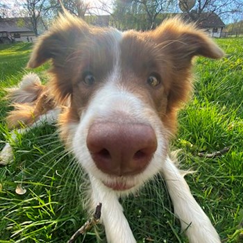 thumbnail petsitter Budapest vagy Állat szitter a kutyák