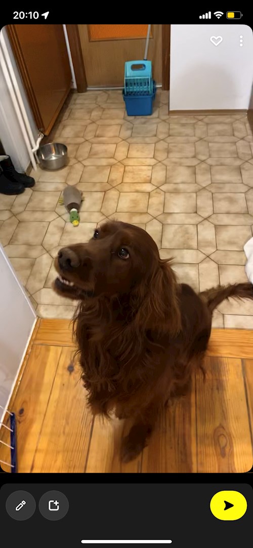 Pádár- petsitter Budapest vagy Állat szitter a kutyák