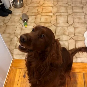 thumbnail petsitter Budapest vagy Állat szitter a kutyák