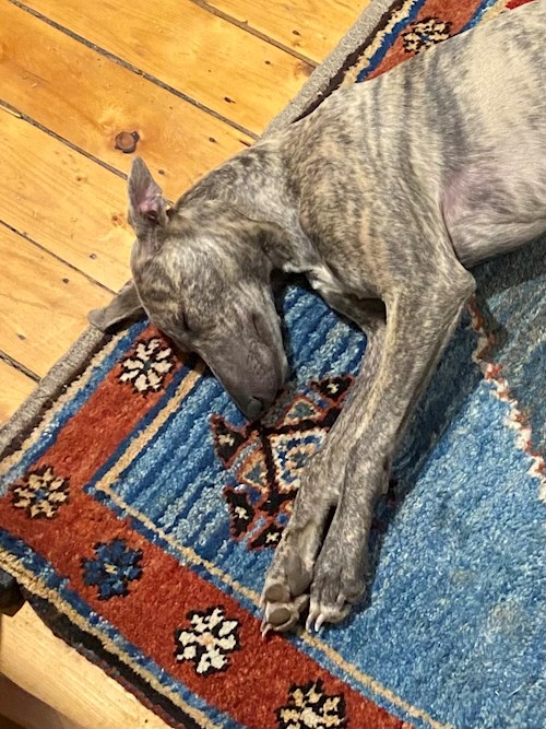 Pádár- petsitter Budapest vagy Állat szitter a kutyák