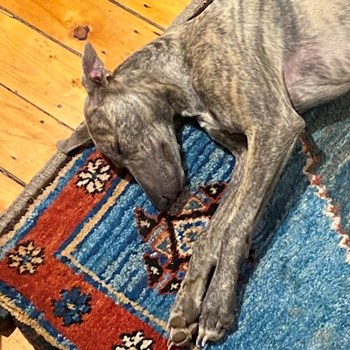 thumbnail petsitter Budapest vagy Állat szitter a kutyák