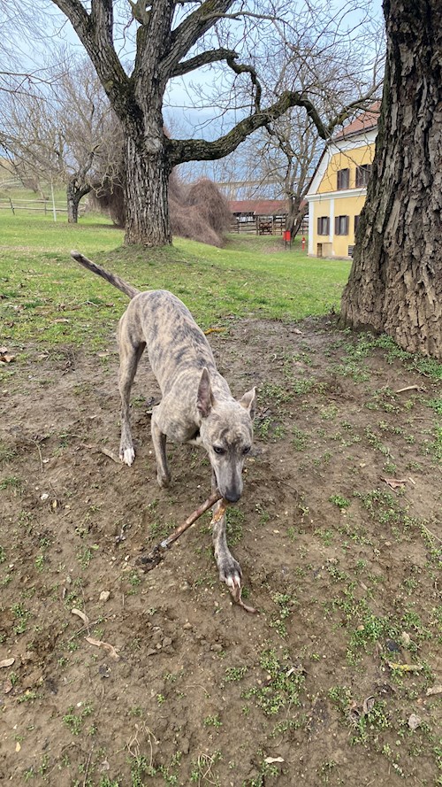Pádár- petsitter Budapest vagy Állat szitter a kutyák
