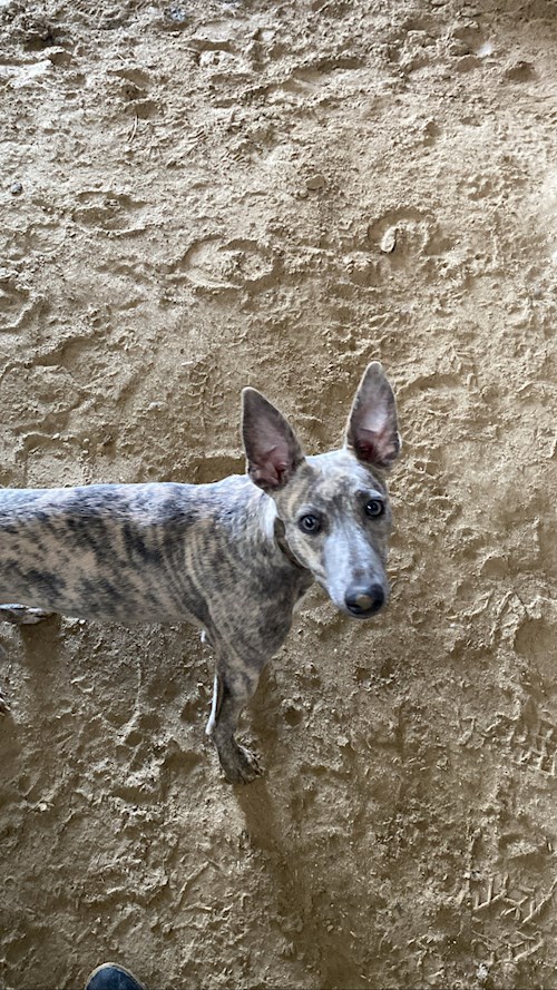 Pádár- petsitter Budapest vagy Állat szitter a kutyák