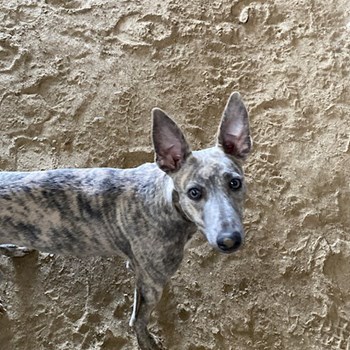 thumbnail petsitter Budapest vagy Állat szitter a kutyák