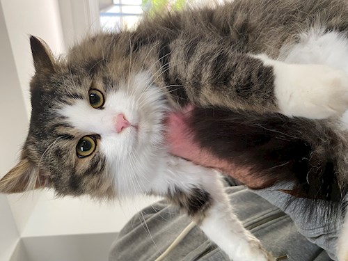 Pádár- petsitter Budapest vagy Állat szitter a kutyák