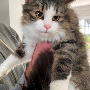 thumbnail petsitter Budapest vagy Állat szitter a kutyák