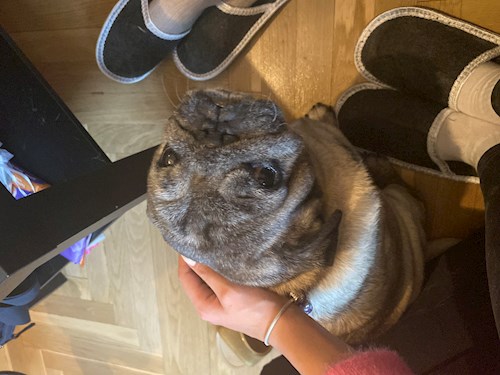 Pádár- petsitter Budapest vagy Állat szitter a kutyák