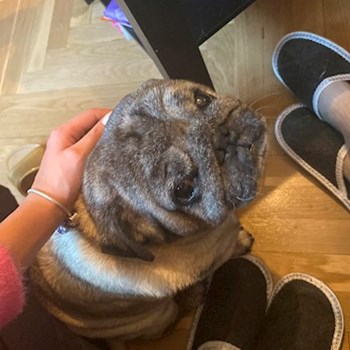 thumbnail petsitter Budapest vagy Állat szitter a kutyák