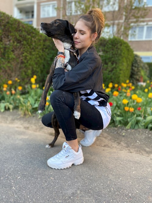 Korcsmáros- petsitter Budakeszi or Pet nanny for dogs