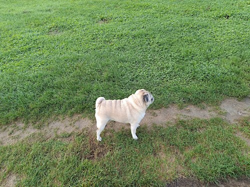 Ildikó- petsitter Vác vagy Állat szitter a kutyák cicák