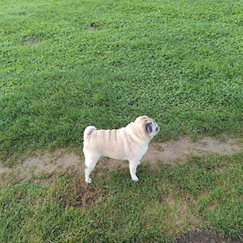 thumbnail petsitter Vác vagy Állat szitter a kutyák cicák