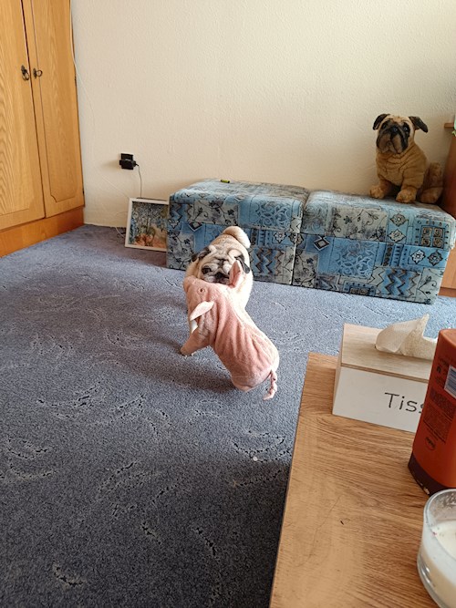 Ildikó- petsitter Vác vagy Állat szitter a kutyák cicák