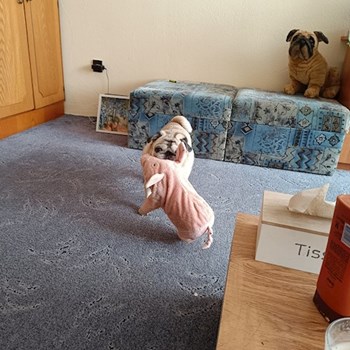 thumbnail petsitter Vác vagy Állat szitter a kutyák cicák