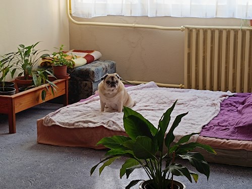 Ildikó- petsitter Vác vagy Állat szitter a kutyák cicák