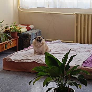 thumbnail petsitter Vác vagy Állat szitter a kutyák cicák