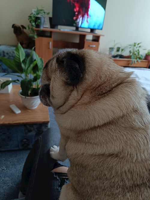 Ildikó- petsitter Vác vagy Állat szitter a kutyák cicák