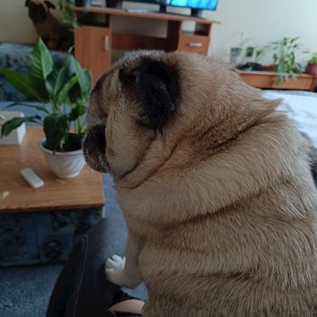 thumbnail petsitter Vác vagy Állat szitter a kutyák cicák