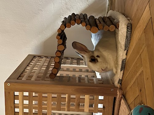 Kollár- petsitter Budapest or Pet nanny for dogs cats