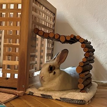 thumbnail petsitter Budapest or pet nanny for dogs cats