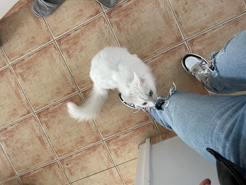 Kollár- petsitter Budapest or Pet nanny for dogs cats