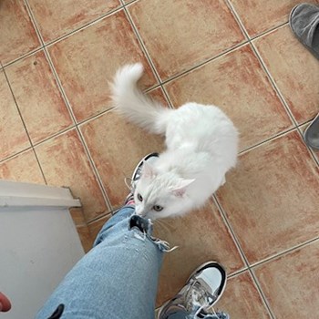 thumbnail petsitter Budapest or pet nanny for dogs cats