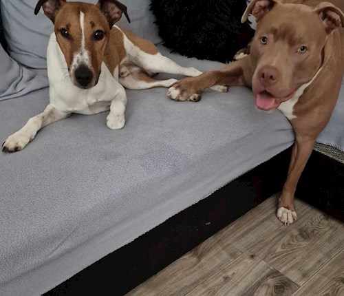 Szilvia- petsitter Debrecen vagy Állat szitter a kutyák cicák