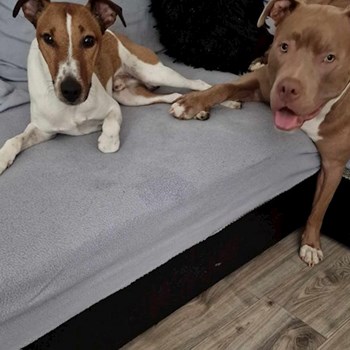 thumbnail petsitter Debrecen vagy Állat szitter a kutyák cicák