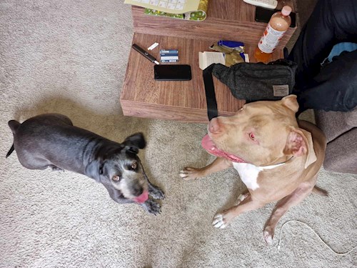 Szilvia- petsitter Debrecen vagy Állat szitter a kutyák cicák