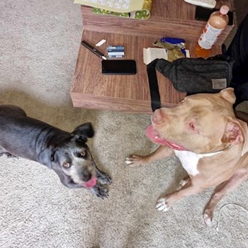 thumbnail petsitter Debrecen vagy Állat szitter a kutyák cicák