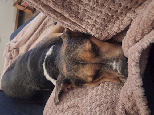 Varga- petsitter Budapest vagy Állat szitter a kutyák