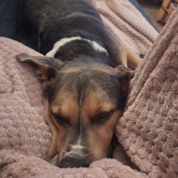 thumbnail petsitter Budapest vagy Állat szitter a kutyák