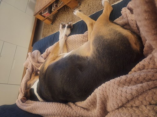 Varga- petsitter Budapest vagy Állat szitter a kutyák